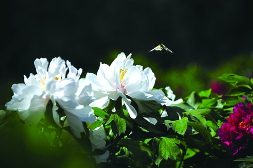 牡丹娇艳,已分不清是“蝶 恋花”,还是“花恋蝶”